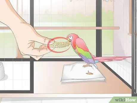 Imagen titulada Toilet Train a Parrot Step 6