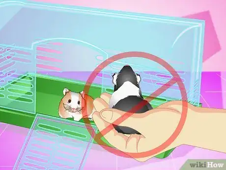 Imagen titulada Make Your Hamster Live Longer Step 11