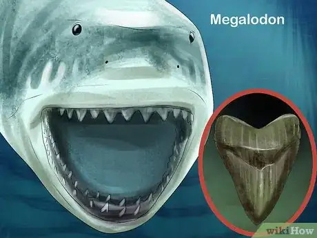 Imagen titulada Identify Shark Teeth Step 10