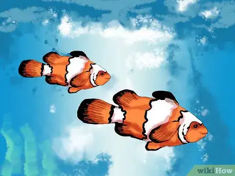 Imagen titulada Breed Clownfish Step 4