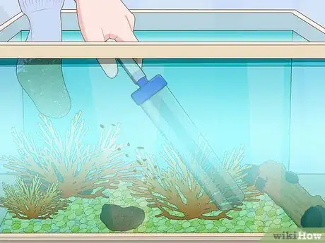 Imagen titulada Clean a Fish Tank Step 15