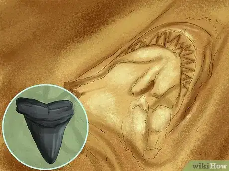 Imagen titulada Identify Shark Teeth Step 12