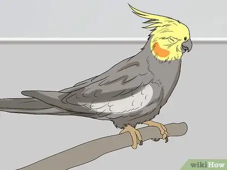 Imagen titulada Spot Signs of Illness in a Cockatiel Step 4