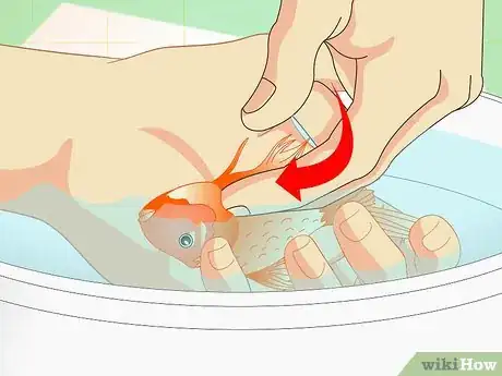 Imagen titulada Revive a Goldfish Step 4