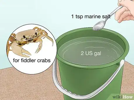 Imagen titulada Look After Pet Crabs Step 4