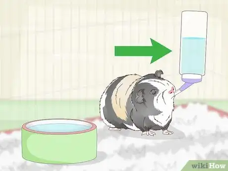 Imagen titulada Keep Your Guinea Pig Cool in Hot Weather Step 6