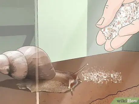 Imagen titulada Care for Giant African Land Snails Step 15