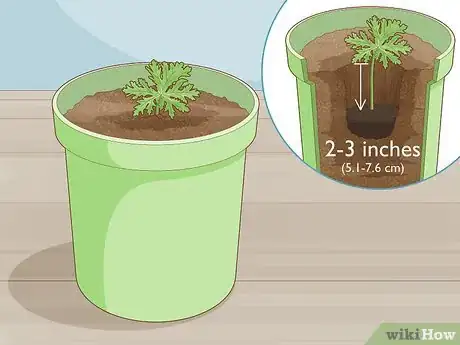 Imagen titulada Grow Citronella Step 7