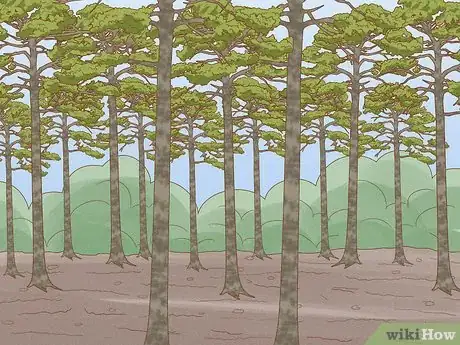 Imagen titulada Tap a Pine Tree Step 1