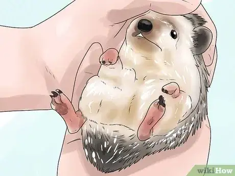 Imagen titulada React when Your Hedgehog Bites You Step 14