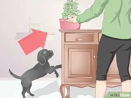 Imagen titulada Stop Pets from Urinating in Your Plants Step 7