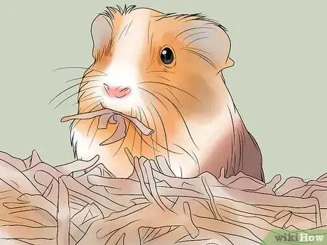 Imagen titulada Get Your Guinea Pig to Lose Weight Step 6