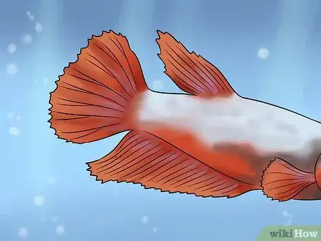 Imagen titulada Identify Different Betta Fish Step 1