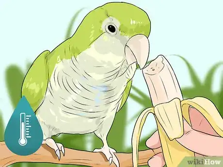 Imagen titulada Spot Signs of Illness in Quaker Parrots Step 9