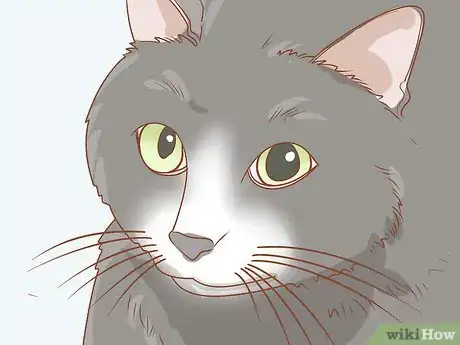 Imagen titulada Treat a Cat with Anisocoria Step 1