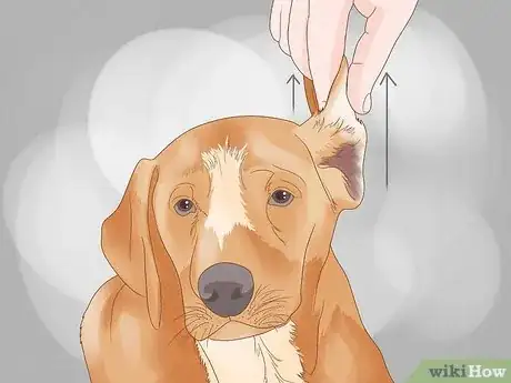 Imagen titulada Massage a Dog to Poop Step 11