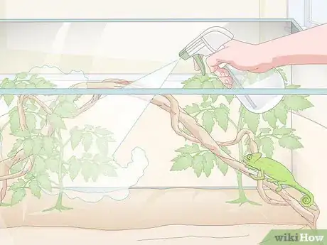 Imagen titulada Take Care of a Chameleon Step 14