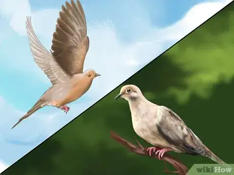 Imagen titulada Identify a Mourning Dove Step 4