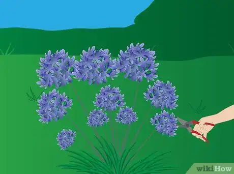 Imagen titulada Grow Agapanthus Step 7