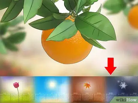 Imagen titulada Harvest Oranges Step 1