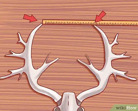 Imagen titulada Score Deer Antlers Step 6