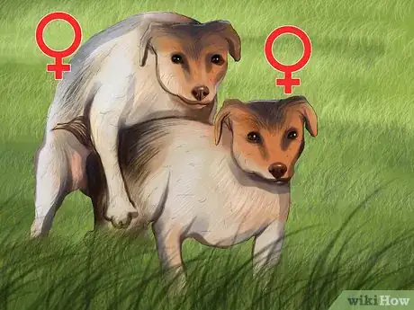 Imagen titulada Tell if a Dog Is a Girl or Boy Step 13