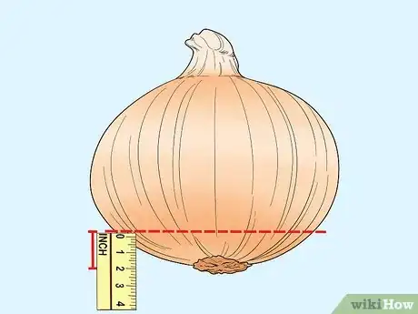 Imagen titulada Grow an Onion from an Onion Step 1