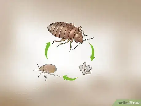 Imagen titulada Recognize Bed Bugs Step 8