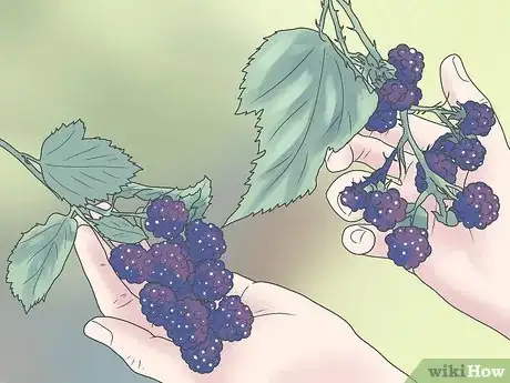 Imagen titulada Grow Blackberries Step 1