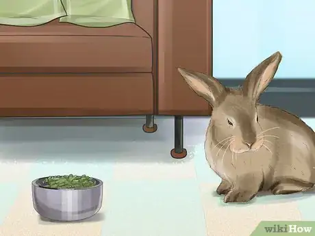 Imagen titulada Tell if Your Rabbit Is in Pain Step 5