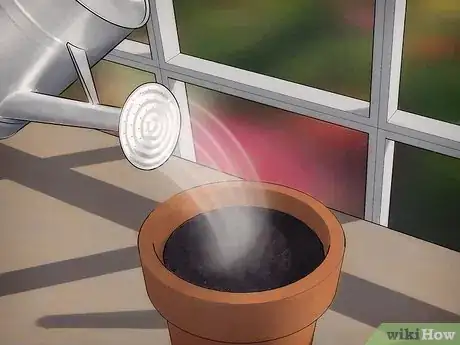 Imagen titulada Grow a Sensitive Plant (Mimosa pudica) Step 5