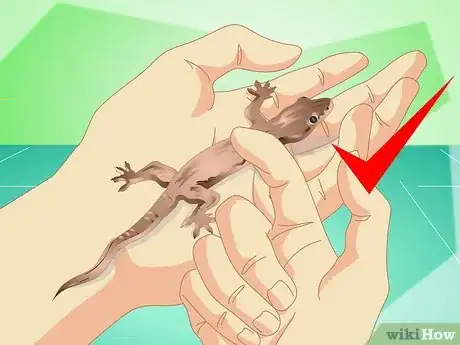 Imagen titulada Catch a Common House Lizard and Keep It As a Pet Step 11