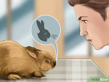 Imagen titulada Tell if Your Rabbit Is in Pain Step 4