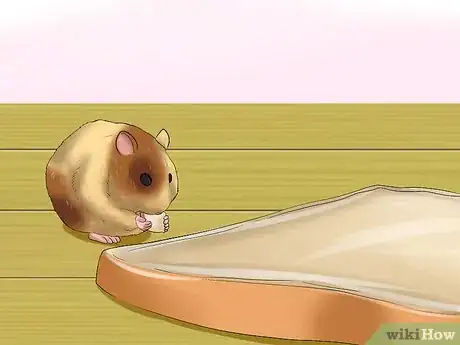 Imagen titulada Tell if a Dwarf Hamster Is Obese Step 10