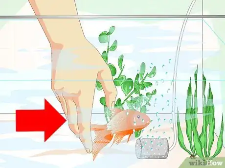 Imagen titulada Revive a Goldfish Step 5