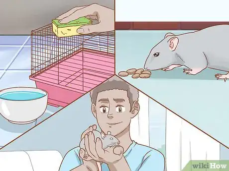 Imagen titulada Care for a Pet Rat Step 1