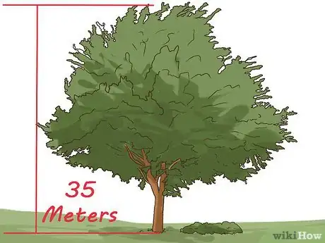 Imagen titulada Identify an Elm Tree Step 3