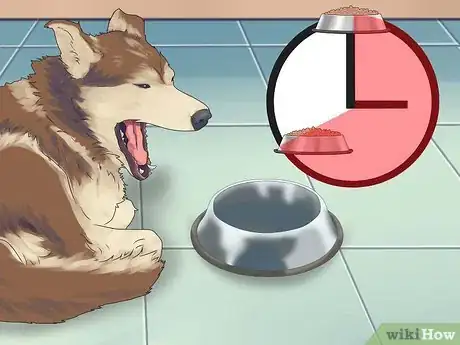 Imagen titulada Get Rid of Flies Around Your Dog's Water and Food Bowls Step 1