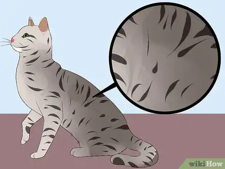 Imagen titulada Identify an Egyptian Mau Step 1