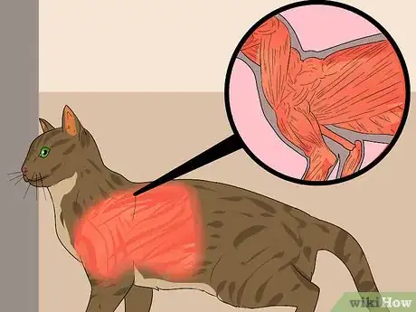 Imagen titulada Identify an Egyptian Mau Step 4