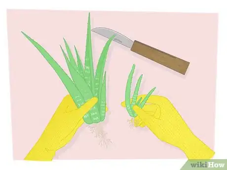 Imagen titulada Propagate Your Plants Step 3