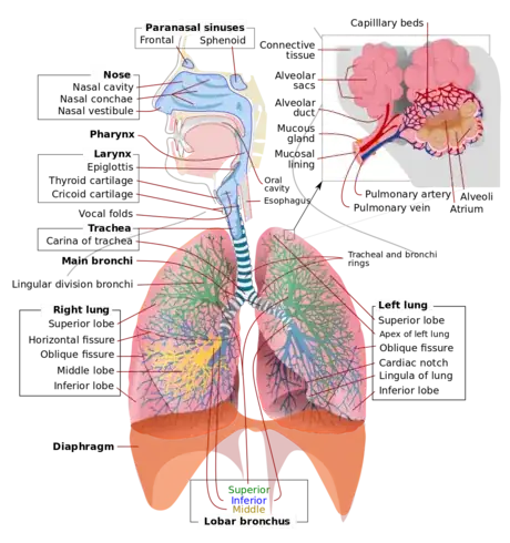 Imagen titulada 1200px Respiratory_system_complete_en.png