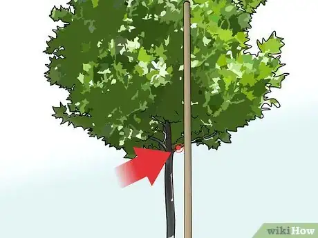 Imagen titulada Stake up a Bush or Tree Step 3