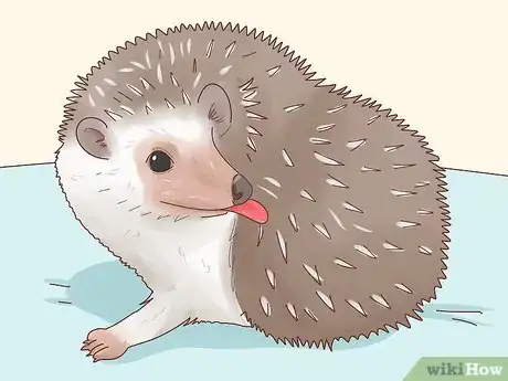 Imagen titulada Take Care of a Hedgehog Step 5