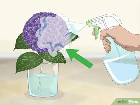 Imagen titulada Keep Hydrangeas Alive Step 4