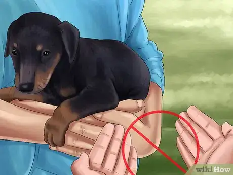 Imagen titulada Care for Doberman Pincshers Step 8