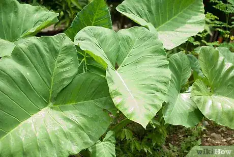 Imagen titulada Grow Elephant Ear Plants Step 1