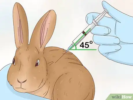 Imagen titulada Treat Diarrhea in Rabbits Step 5