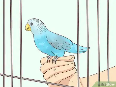 Imagen titulada Keep a Parakeet Safe Out of Its Cage Step 10