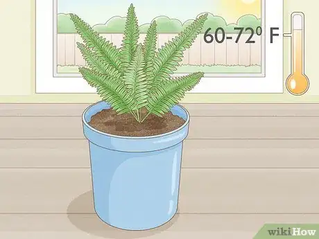 Imagen titulada Grow Fern Indoors Step 4